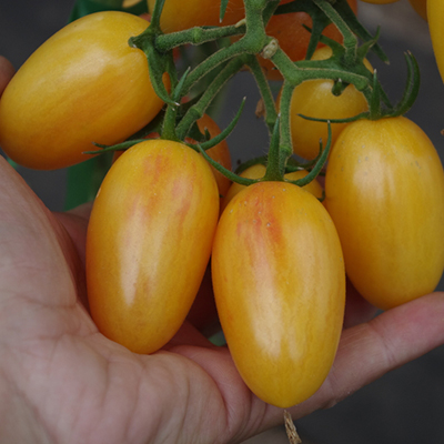 Томат Котя (желтые томаты) семена - купить с доставкой по России иЕкатеринбургу - интернет магазин семян Томаты Помидоры