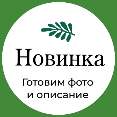Купить семена Огурец Абсолют Купить семена Огурец Абсолют