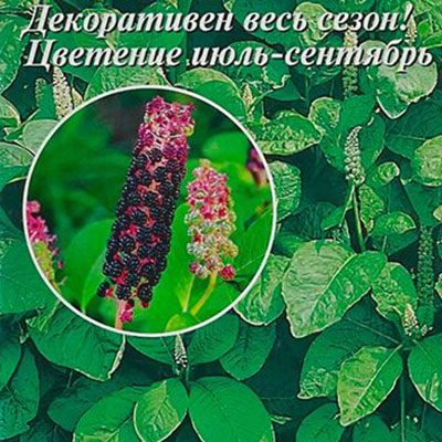 Купить семена Фитолакка Лаконос Бестселлер Купить семена Фитолакка Лаконос Бестселлер