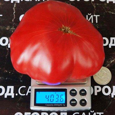 Купить семена Томат Минусинский безразмерный Купить семена Томат Минусинский безразмерный