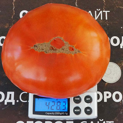 Купить семена Томат Минусинский крупный красный Купить семена Томат Минусинский крупный красный