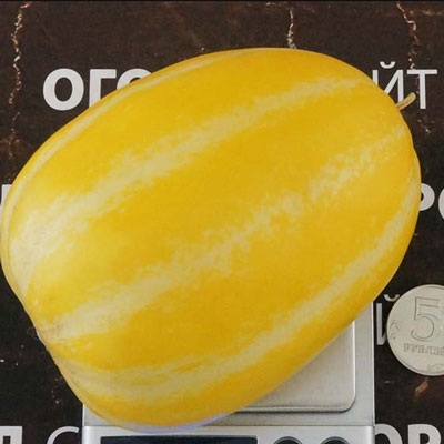 Купить семена Дыня Корейская Шамое (Chamoe) Купить семена Дыня Корейская Шамое (Chamoe)