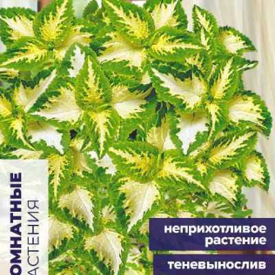 Купить семена Колеус Визард Магический Нефрит Купить семена Колеус Визард Магический Нефрит
