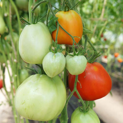 Купить семена Томат Минусинские стаканы розовые Купить семена Томат Минусинские стаканы розовые