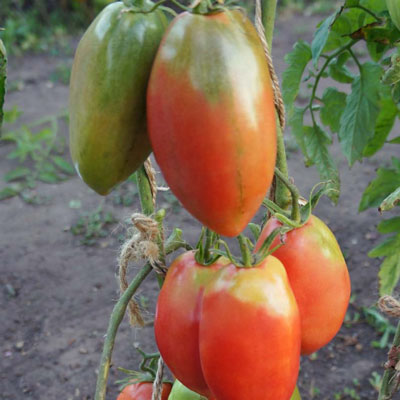 Купить семена Томат Бычье сердце Минусинское кистевое Купить семена Томат Бычье сердце Минусинское кистевое