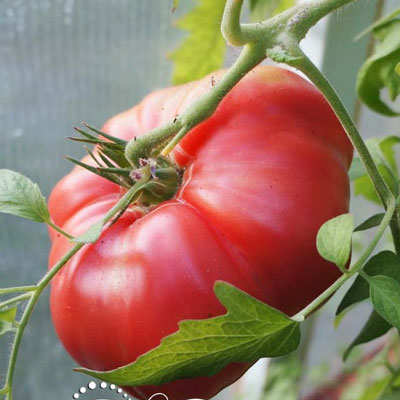 Купить семена Томат Минусинский безразмерный Купить семена Томат Минусинский безразмерный