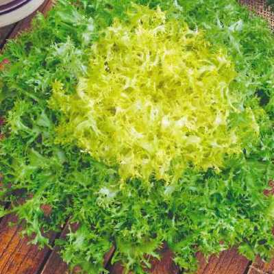 Купить семена Салат эндивий Весенний (фризе) Купить семена Салат эндивий Весенний (фризе)