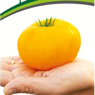 Купить семена Томат Азоюшка Купить семена Томат Азоюшка