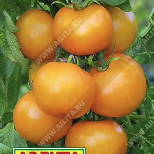 Купить семена Томат Царская ветка Купить семена Томат Царская ветка