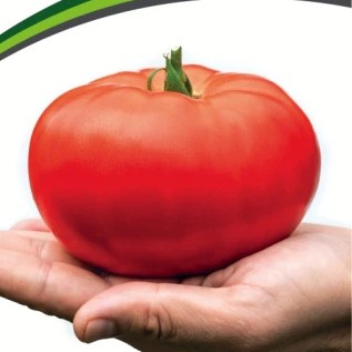 Купить семена Томат Деревенский Купить семена Томат Деревенский