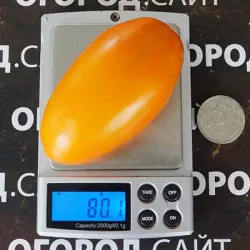 Купить семена Томат Гном Щедрость Лауры Купить семена Томат Гном Щедрость Лауры