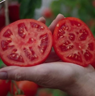 Купить семена Томат Куртизанка Купить семена Томат Куртизанка