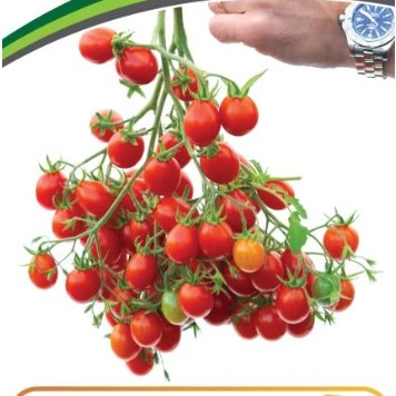 Купить семена Томат Монпансье Купить семена Томат Монпансье