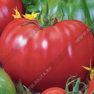 Купить семена Томат Розовый слон Купить семена Томат Розовый слон