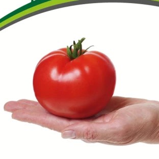 Купить семена томат Софа Купить семена томат Софа