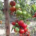 Томат Юбилейный Тарасенко Томат Юбилейный Тарасенко