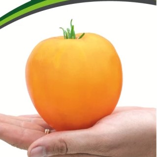 Купить семена Томат Желтая империя Купить семена Томат Желтая империя