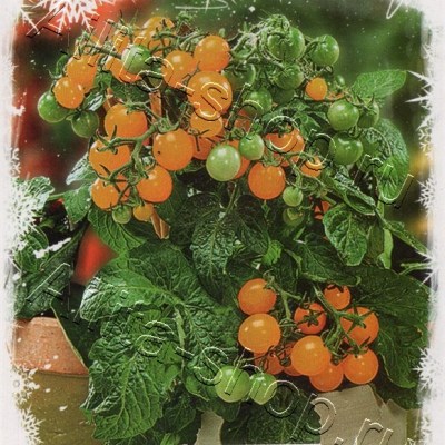 Купить семена Томат Кроха золотой F1 Купить семена Томат Кроха золотой F1