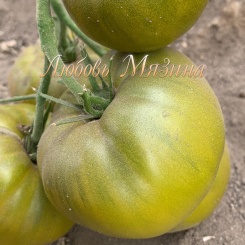 Купить семена Томат Ирландский ликер Купить семена Томат Ирландский ликер