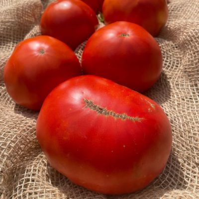 Купить семена Томат Минусинский Улучшенный отбор Купить семена Томат Минусинский Улучшенный отбор