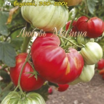 Купить семена Томат Минусинский яблочный Купить семена Томат Минусинский яблочный