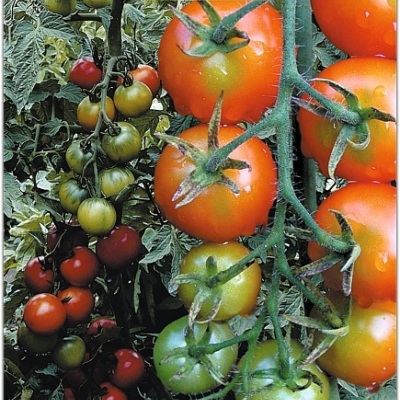 Томат Снегопад F1, 15 шт Томат Снегопад F1, 15 шт