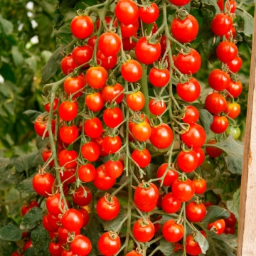 Томат Волшебный каскад F1 черри Томат Волшебный каскад F1 черри