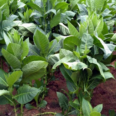 Купить семена Табак Гавана
