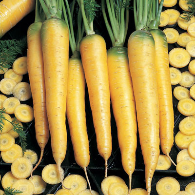 Купить семена Морковь желтая Еллоустоун