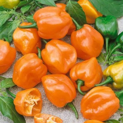 Купить Перец Хабанеро оранжевый