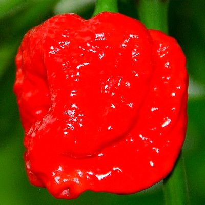 Купить семена перец Тринидадский скорпион красный