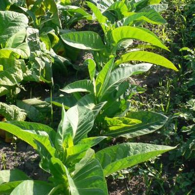 Купить семена Табак самосад