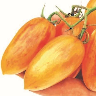 Томат Котя (желтые томаты) семена - купить с доставкой по России иЕкатеринбургу - интернет магазин семян Томаты Помидоры