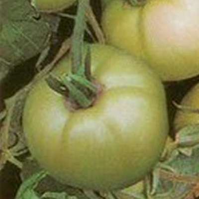 Томат Лонг кипер (зеленые томаты) семена - купить с доставкой по России иЕкатеринбургу - интернет магазин семян Томаты Помидоры