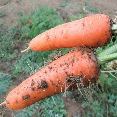 Морковь абако
