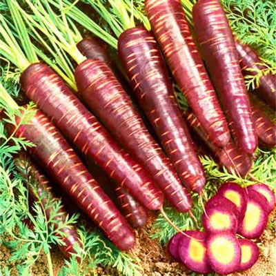 Купить семена Морковь Карамель фиолетовая