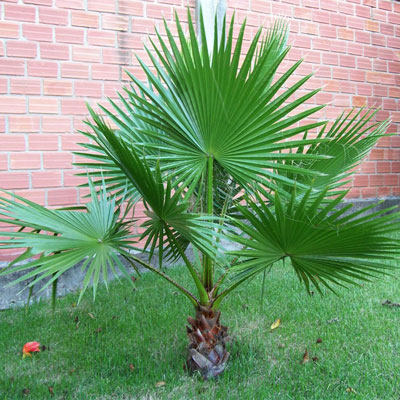 Купить Вашингтония Майами нитеносная пальма