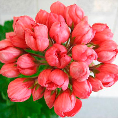 Цветы тюльпановидные купить цветы доставка печатники