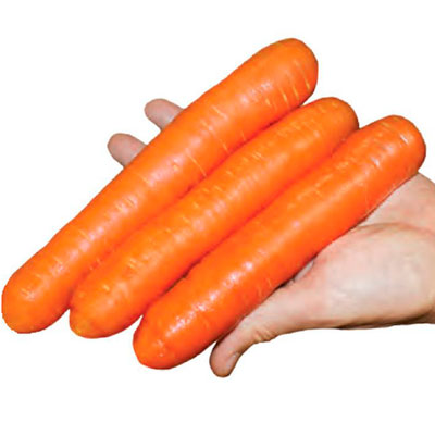 Купить семена Морковь Нантик Резистафлай