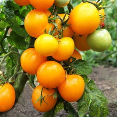 Томат Абрикос (желтые томаты) семена - купить с доставкой по России иЕкатеринбургу - интернет магазин семян Томаты Помидоры