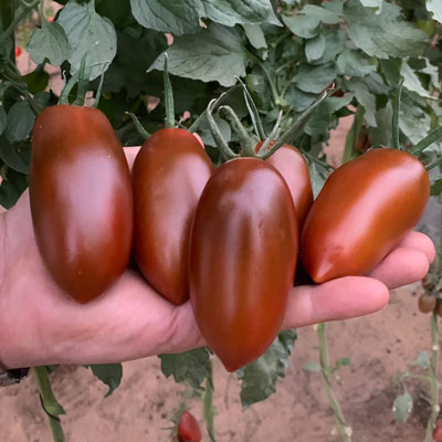 Томат Мар саба (черные томаты) семена - купить с доставкой по России иЕкатеринбургу - интернет магазин семян Томаты Помидоры