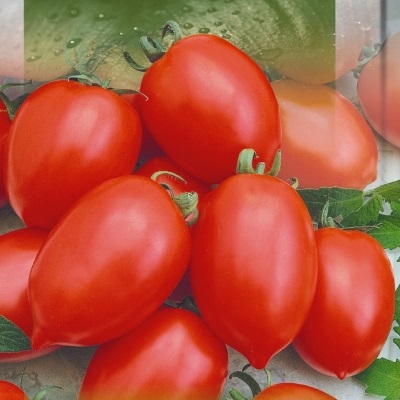 Tomato Seeds nowichjok from Russia томат новичок 0,2 Oily семена из России 