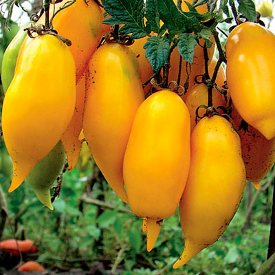Купить семена Томат Золотой лимон Сокровище