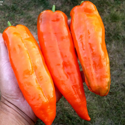 Купить семена Перец Рамиро оранжевый