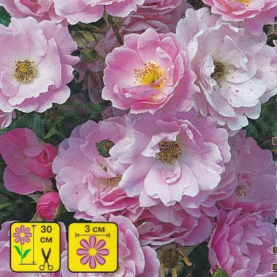 Купить Роза Садовый аромат многоцветковая