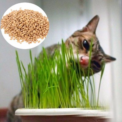 Купить семена Трава для кошек
