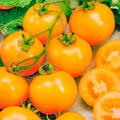 Семена томатов медок помидоры семена оля