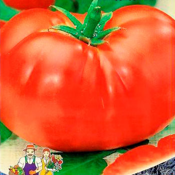 Купить семена томат Стопудовый