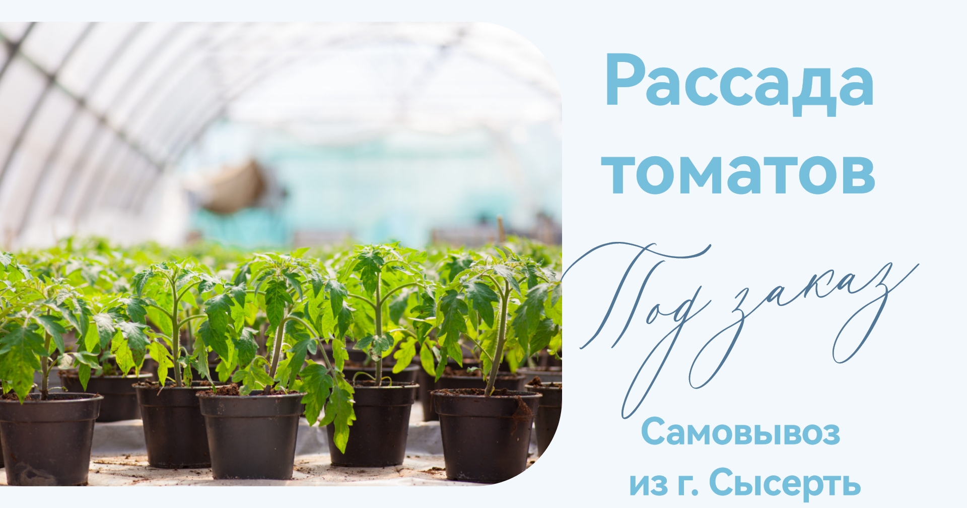 Купить рассаду томатов