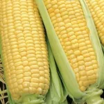 Купить семена Кукурузы